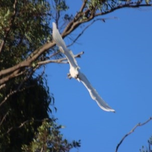 Cacatua galerita at Gundaroo, NSW - 20 Nov 2020