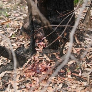 Corymbia gummifera at Moruya, NSW - suppressed