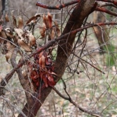 Corymbia gummifera at Moruya, NSW - 20 Nov 2020