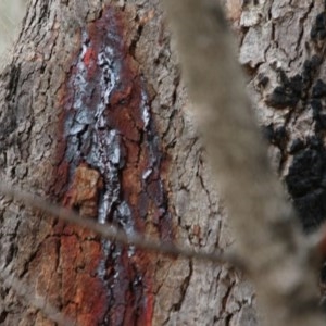 Corymbia gummifera at Moruya, NSW - suppressed