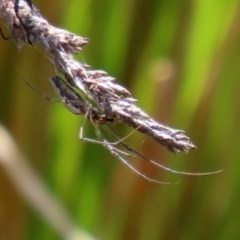 Tetragnatha sp. (genus) (Long-jawed spider) at O'Malley, ACT - 21 Nov 2020 by RodDeb