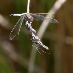 Tetragnatha sp. (genus) at O'Malley, ACT - 21 Nov 2020