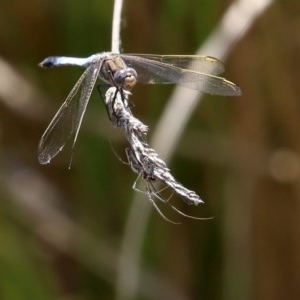 Tetragnatha sp. (genus) at O'Malley, ACT - 21 Nov 2020