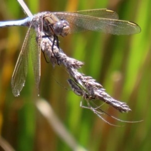 Tetragnatha sp. (genus) at O'Malley, ACT - 21 Nov 2020