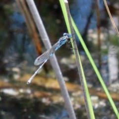 Austrolestes leda (Wandering Ringtail) at Mount Mugga Mugga - 20 Nov 2020 by RodDeb