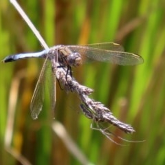 Orthetrum caledonicum (Blue Skimmer) at O'Malley, ACT - 21 Nov 2020 by RodDeb