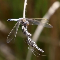 Orthetrum caledonicum at O'Malley, ACT - 21 Nov 2020