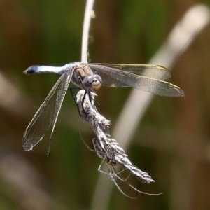 Orthetrum caledonicum at O'Malley, ACT - 21 Nov 2020