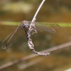 Orthetrum caledonicum at O'Malley, ACT - 21 Nov 2020