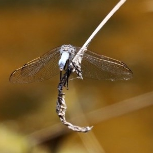 Orthetrum caledonicum at O'Malley, ACT - 21 Nov 2020