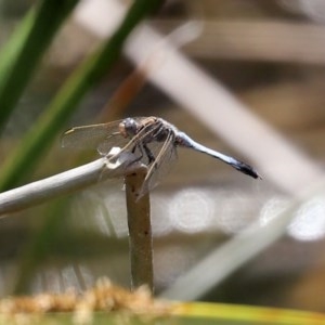 Orthetrum caledonicum at O'Malley, ACT - 21 Nov 2020