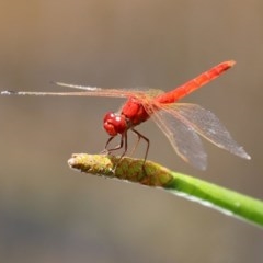 Diplacodes haematodes (Scarlet Percher) at O'Malley, ACT - 20 Nov 2020 by RodDeb