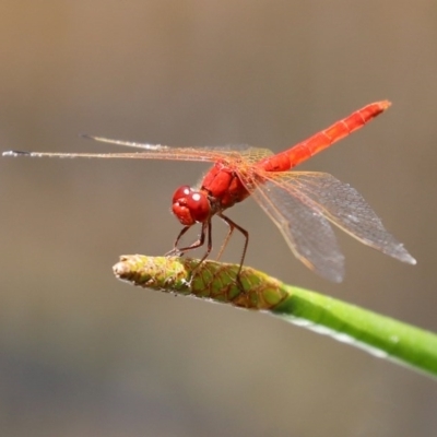 Diplacodes haematodes (Scarlet Percher) at Mount Mugga Mugga - 20 Nov 2020 by RodDeb