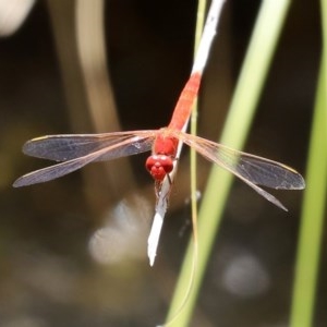 Diplacodes haematodes at O'Malley, ACT - 20 Nov 2020