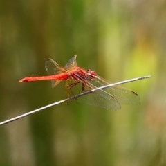 Diplacodes haematodes at O'Malley, ACT - 20 Nov 2020