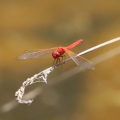 Diplacodes haematodes at O'Malley, ACT - 20 Nov 2020