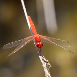 Diplacodes haematodes at O'Malley, ACT - 20 Nov 2020