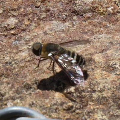 Villa sp. (genus) (Unidentified Villa bee fly) at Mount Mugga Mugga - 20 Nov 2020 by RodDeb