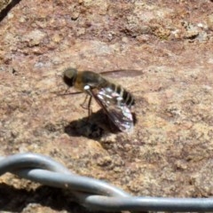 Villa sp. (genus) at O'Malley, ACT - 21 Nov 2020