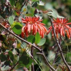 Aloe sp. at O'Malley, ACT - 20 Nov 2020 by RodDeb