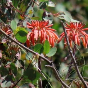 Aloe sp. at O'Malley, ACT - 21 Nov 2020