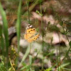 Vanessa kershawi (Australian Painted Lady) at O'Malley, ACT - 20 Nov 2020 by RodDeb