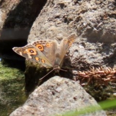 Junonia villida (Meadow Argus) at O'Malley, ACT - 21 Nov 2020 by RodDeb