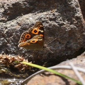 Junonia villida at O'Malley, ACT - 21 Nov 2020