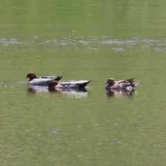 Chenonetta jubata (Australian Wood Duck) at O'Malley, ACT - 21 Nov 2020 by RodDeb