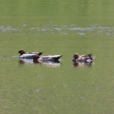 Chenonetta jubata (Australian Wood Duck) at O'Malley, ACT - 20 Nov 2020 by RodDeb