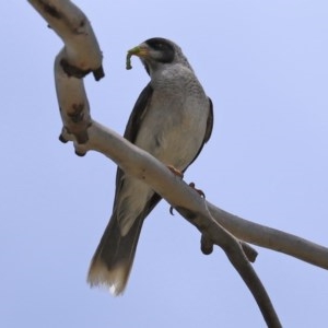 Manorina melanocephala at O'Malley, ACT - 21 Nov 2020