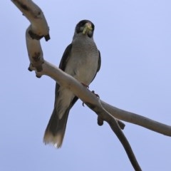 Manorina melanocephala at O'Malley, ACT - 21 Nov 2020