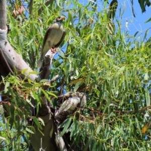 Manorina melanocephala at O'Malley, ACT - 21 Nov 2020