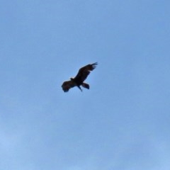 Aquila audax (Wedge-tailed Eagle) at Garran, ACT - 21 Nov 2020 by RodDeb