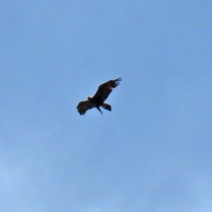 Aquila audax at Garran, ACT - 21 Nov 2020