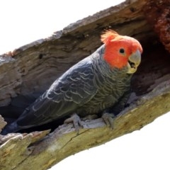 Callocephalon fimbriatum (Gang-gang Cockatoo) at O'Malley, ACT - 20 Nov 2020 by RodDeb