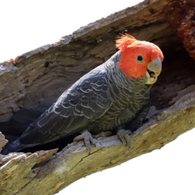 Callocephalon fimbriatum (Gang-gang Cockatoo) at O'Malley, ACT - 20 Nov 2020 by RodDeb