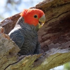 Callocephalon fimbriatum at O'Malley, ACT - 20 Nov 2020