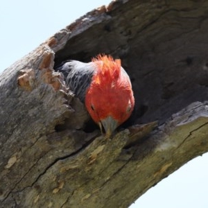 Callocephalon fimbriatum at O'Malley, ACT - 20 Nov 2020