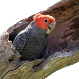 Callocephalon fimbriatum at O'Malley, ACT - 20 Nov 2020