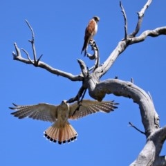 Falco cenchroides (Nankeen Kestrel) at O'Malley, ACT - 20 Nov 2020 by RodDeb