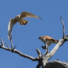 Falco cenchroides at O'Malley, ACT - 21 Nov 2020