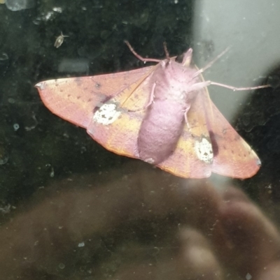 Oenochroma vinaria (Pink-bellied Moth, Hakea Wine Moth) at Cook, ACT - 19 Nov 2020 by drakes