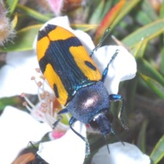 Castiarina skusei (A Jewel Beetle) at Tinderry, NSW - 20 Nov 2020 by Harrisi