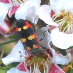 Castiarina sexplagiata (Jewel beetle) at Tinderry Mountains - 21 Nov 2020 by Harrisi