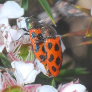 Castiarina octomaculata at Tinderry, NSW - 21 Nov 2020