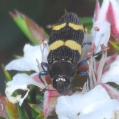 Castiarina bifasciata (Jewel beetle) at Tinderry, NSW - 20 Nov 2020 by Harrisi
