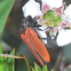 Castiarina nasuta (A jewel beetle) at Tinderry Mountains - 21 Nov 2020 by Harrisi