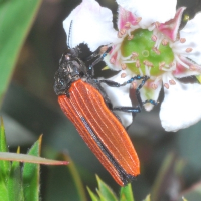 Castiarina nasuta (A jewel beetle) at Tinderry, NSW - 21 Nov 2020 by Harrisi