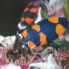 Castiarina thomsoni (A jewel beetle) at Tinderry, NSW - 20 Nov 2020 by Harrisi